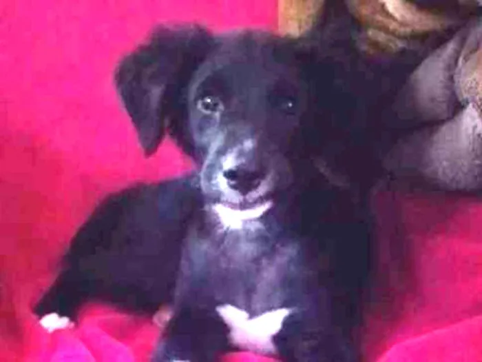 Cachorro ra a SRD idade 2 a 6 meses nome Polly