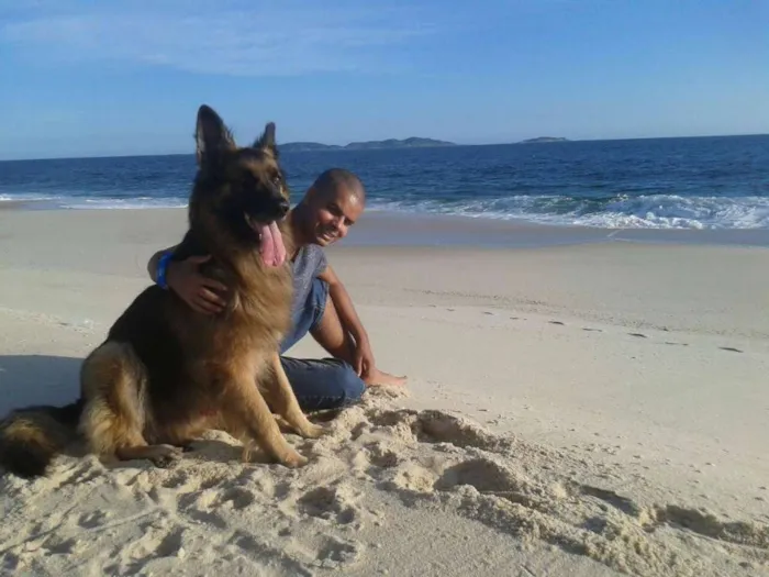 Cachorro ra a Pastor alemão idade 5 anos nome Rogê