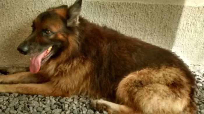 Cachorro ra a Pastor alemão idade 5 anos nome Rogê