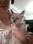 Gatinhos