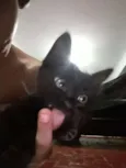 Gatinhos
