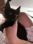 Gatinhos