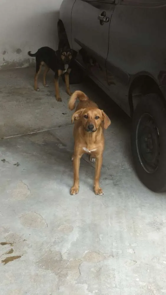 Cachorro ra a Indefinida idade 2 a 6 meses nome Melissa