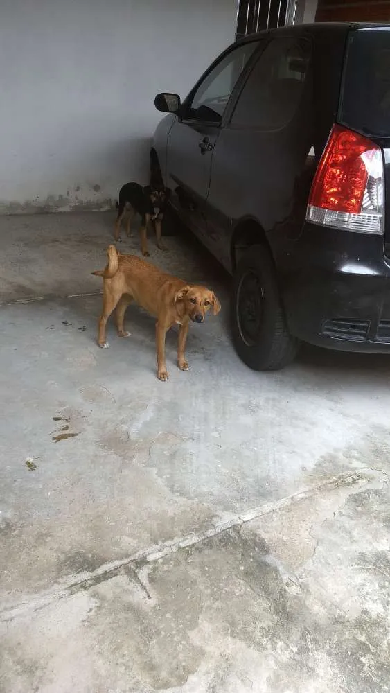 Cachorro ra a Indefinida idade 2 a 6 meses nome Melissa