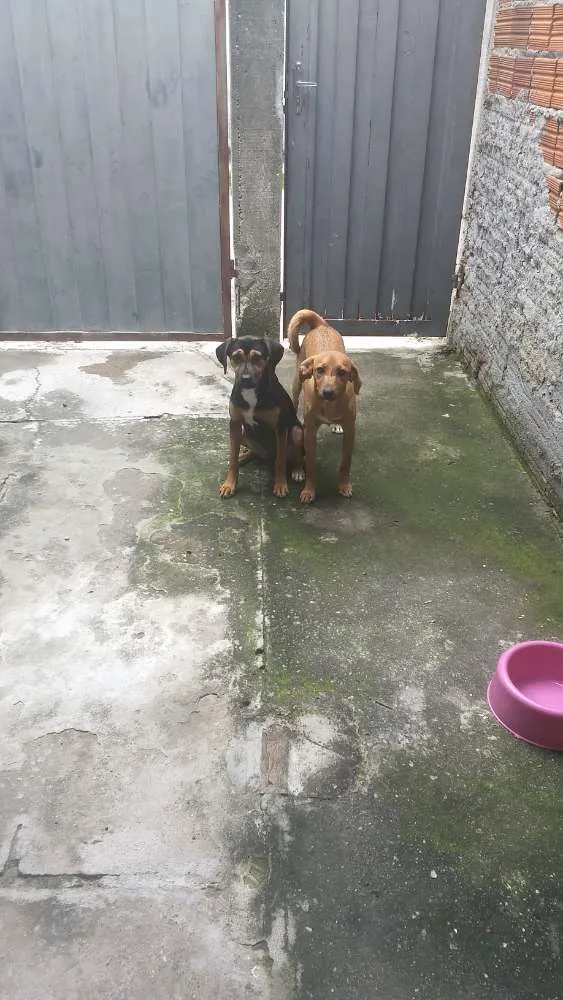 Cachorro ra a Indefinida idade 2 a 6 meses nome Valentina