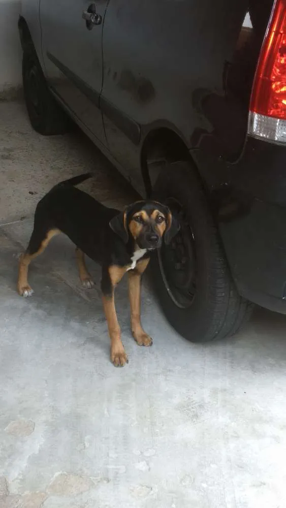 Cachorro ra a Indefinida idade 2 a 6 meses nome Valentina