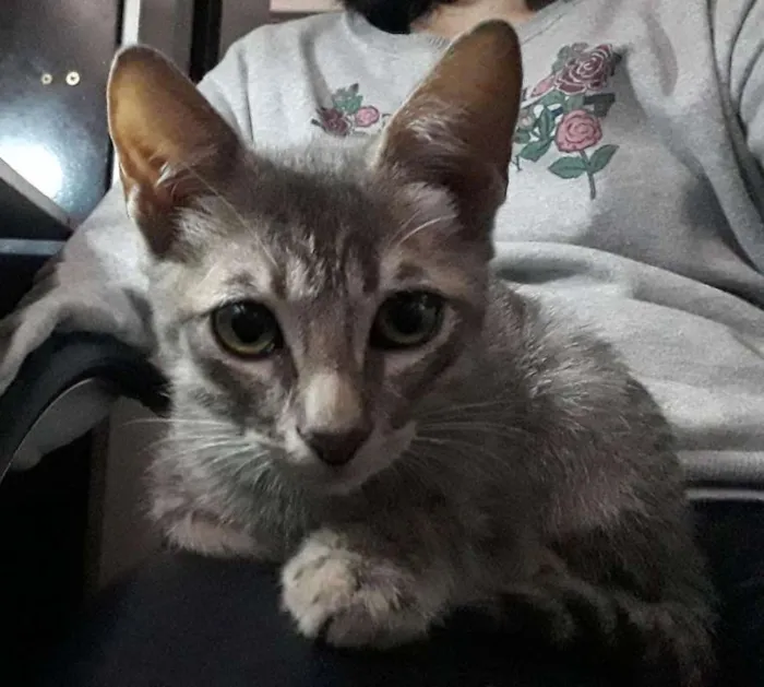 Gato ra a SRD idade 2 a 6 meses nome Sem nome