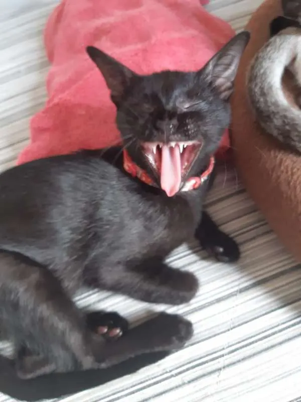 Gato ra a SRD idade 2 a 6 meses nome Marilyn
