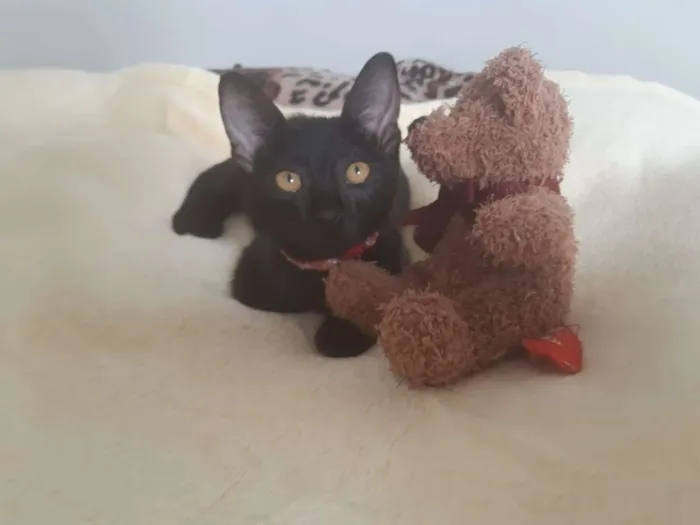 Gato ra a SRD idade 2 a 6 meses nome Marilyn