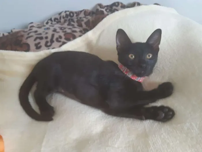 Gato ra a SRD idade 2 a 6 meses nome Marilyn