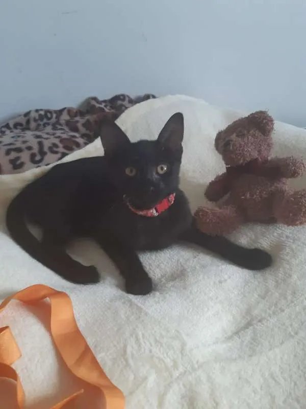 Gato ra a SRD idade 2 a 6 meses nome Marilyn