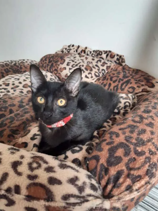 Gato ra a SRD idade 2 a 6 meses nome Marilyn