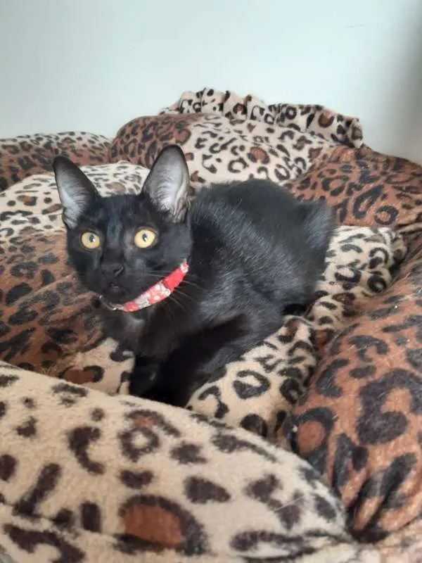 Gato ra a SRD idade 2 a 6 meses nome Marilyn