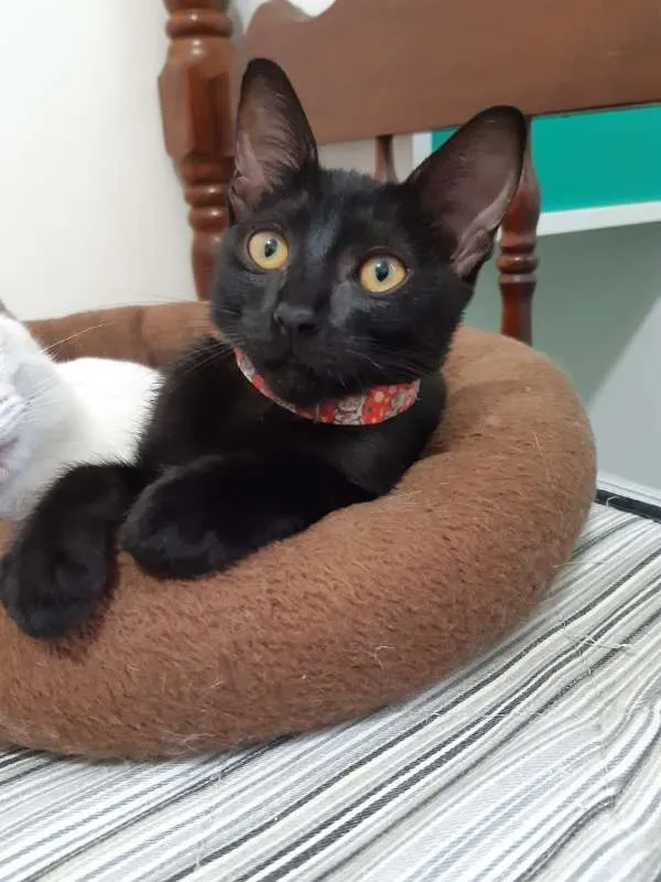 Gato ra a SRD idade 2 a 6 meses nome Marilyn