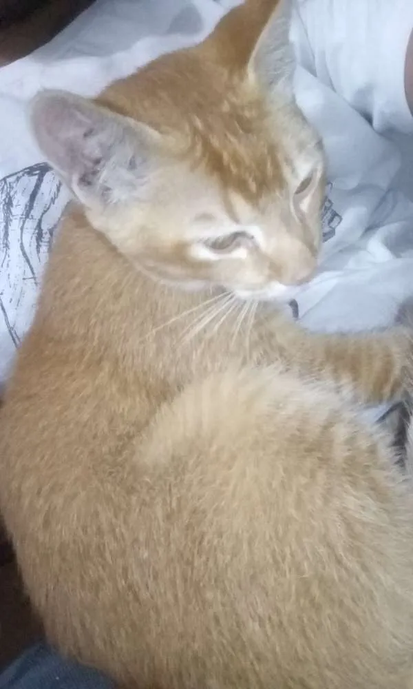 Gato raça Desconhecida idade 2 a 6 meses nome Magni