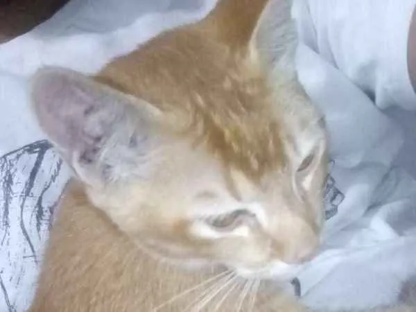 Gato raça Desconhecida idade 2 a 6 meses nome Magni