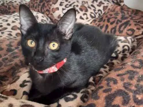 Gato ra a SRD idade 2 a 6 meses nome Marilyn