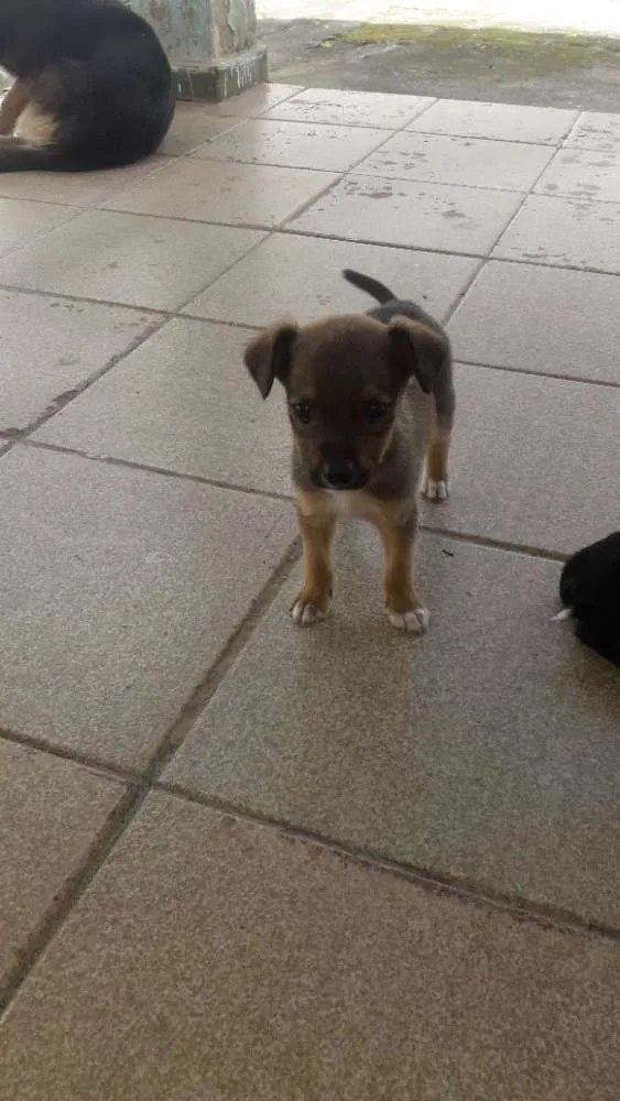 Cachorro ra a sem raca idade 2 a 6 meses nome Sem Nome