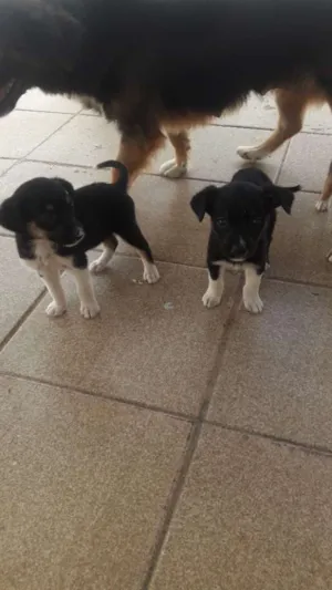 Cachorro raça sem raça  idade 2 a 6 meses nome sem nome