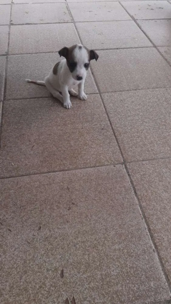 Cachorro ra a sem raça  idade 2 a 6 meses nome sem nome