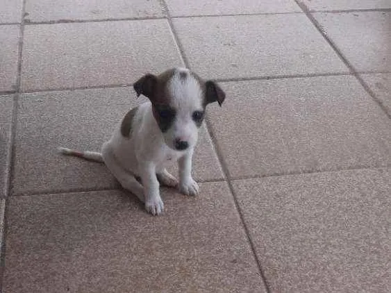 Cachorro ra a sem raça  idade 2 a 6 meses nome Sem Nome