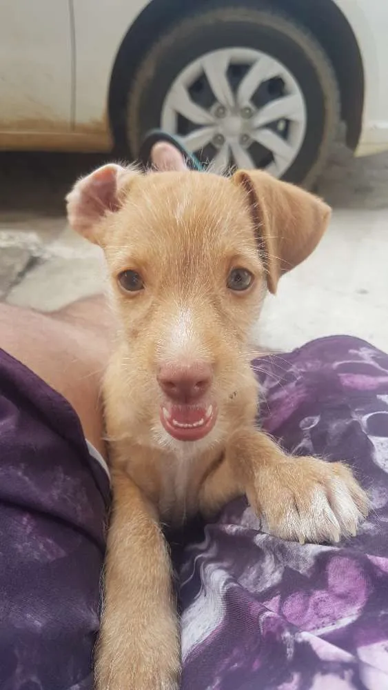 Cachorro raça Indefinida idade 2 a 6 meses nome Nina
