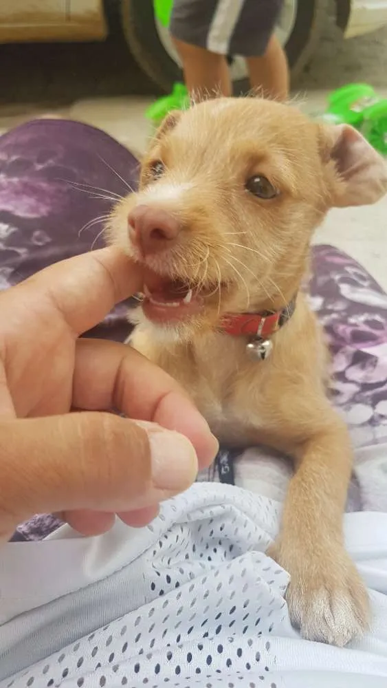 Cachorro raça Indefinida idade 2 a 6 meses nome Nina