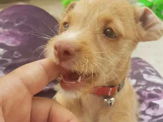 Cachorro raça Indefinida idade 2 a 6 meses nome Nina