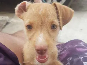 Cachorro raça Indefinida idade 2 a 6 meses nome Nina