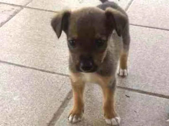 Cachorro ra a sem raca idade 2 a 6 meses nome Sem Nome