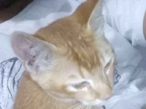Gato raça Desconhecida idade 2 a 6 meses nome Magni