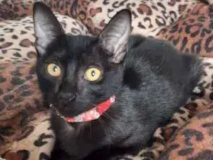 Gato raça SRD idade 2 a 6 meses nome Marilyn