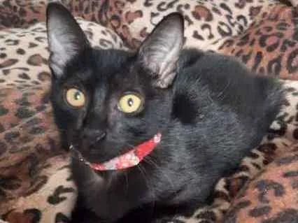 Gato ra a SRD idade 2 a 6 meses nome Marilyn