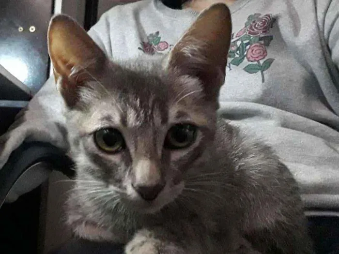 Gato ra a SRD idade 2 a 6 meses nome Sem nome