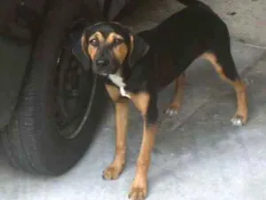 Cachorro raça Indefinida idade 2 a 6 meses nome Valentina