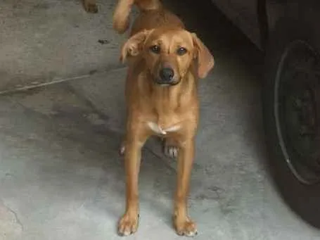 Cachorro ra a Indefinida idade 2 a 6 meses nome Melissa