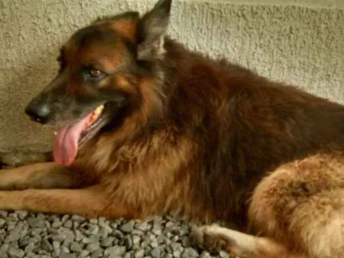 Cachorro ra a Pastor alemão idade 5 anos nome Rogê