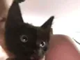 Gatinhos