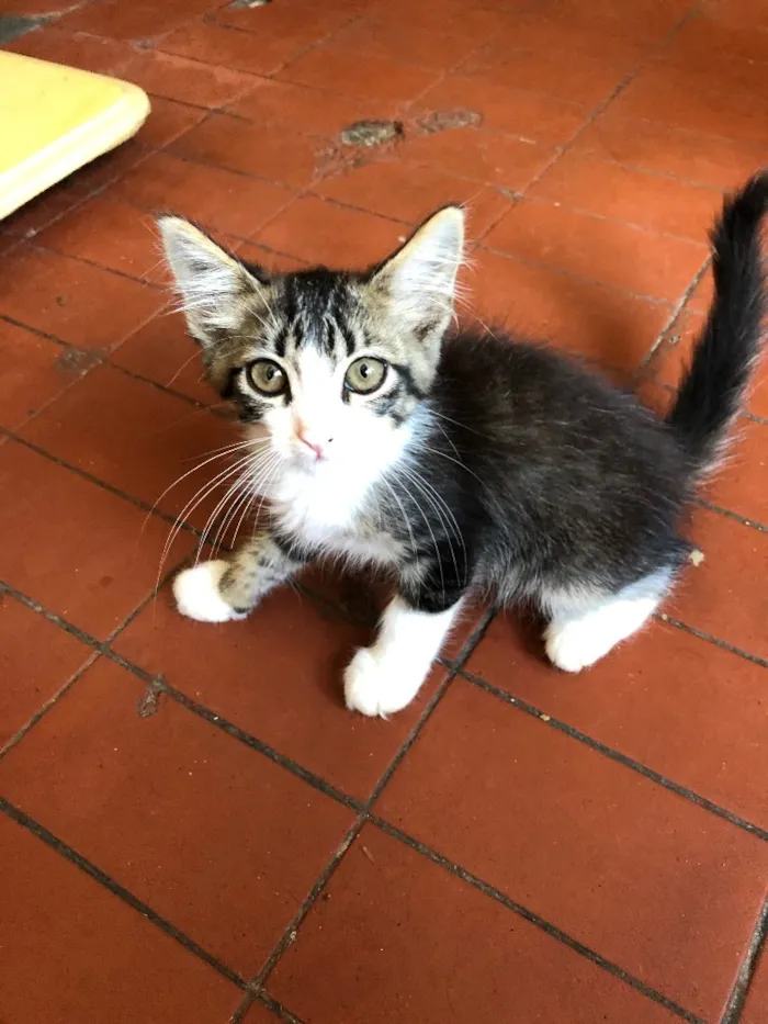 Gato raça Sem raça definida idade Abaixo de 2 meses nome Abandonados 