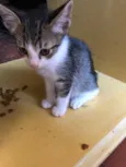 Gato raça Sem raça definida idade Abaixo de 2 meses nome Abandonados 