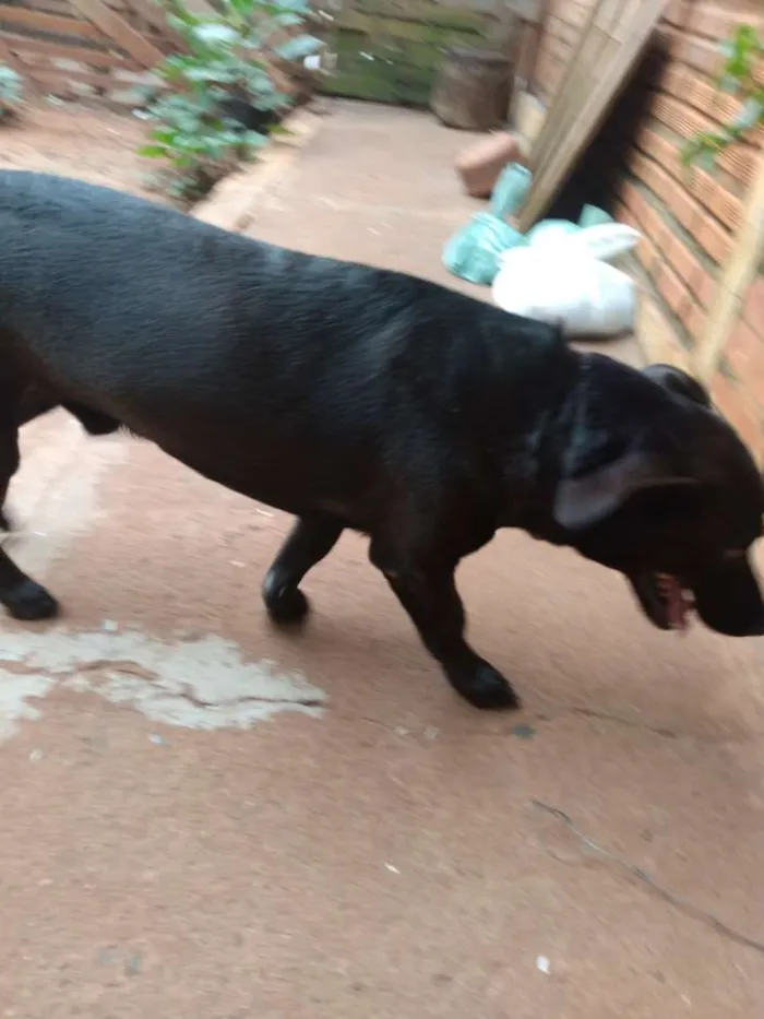 Cachorro ra a Srd idade 2 anos nome Laion