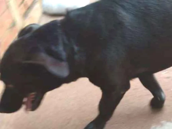 Cachorro ra a Srd idade 2 anos nome Laion