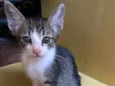 Gato raça Sem raça definida idade Abaixo de 2 meses nome Abandonados 