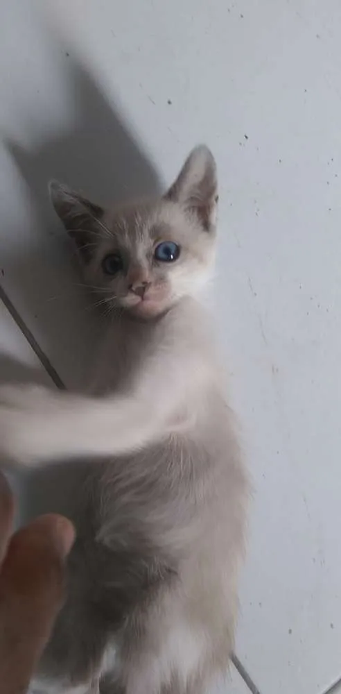 Gato ra a Siamês idade 2 a 6 meses nome Sem nome