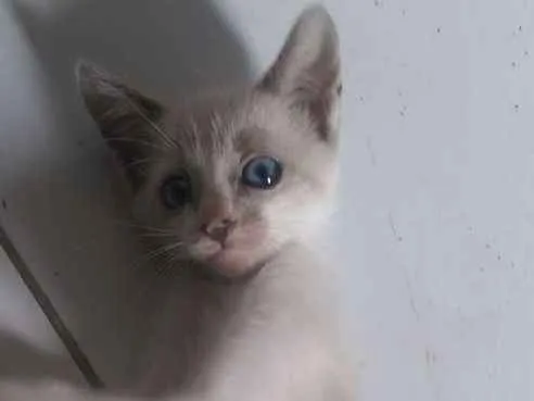 Gato ra a Siamês idade 2 a 6 meses nome Sem nome