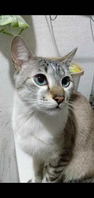 Gato ra a Mist Australiano idade 2 anos nome Kurama