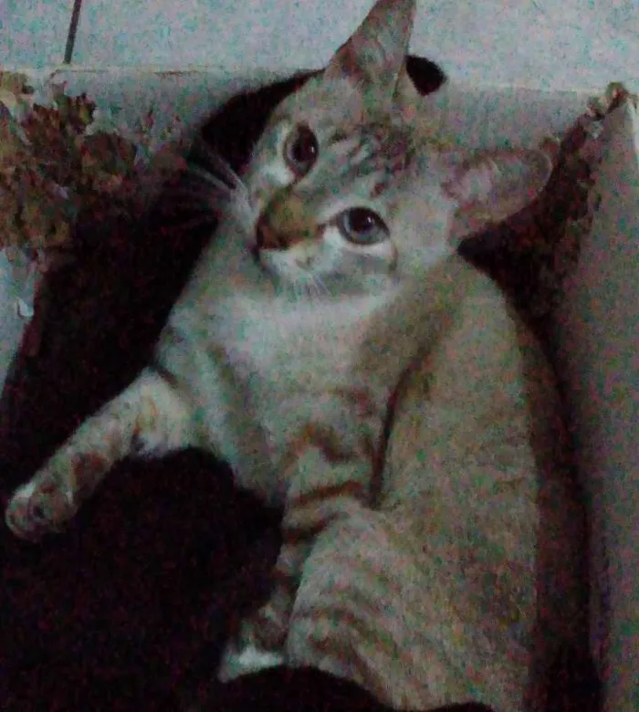 Gato ra a Mist Australiano idade 2 anos nome Kurama