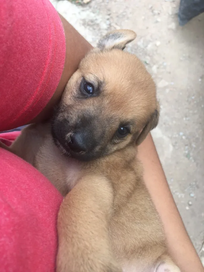 Cachorro ra a Sem raça definida  idade Abaixo de 2 meses nome Não tem ainda 