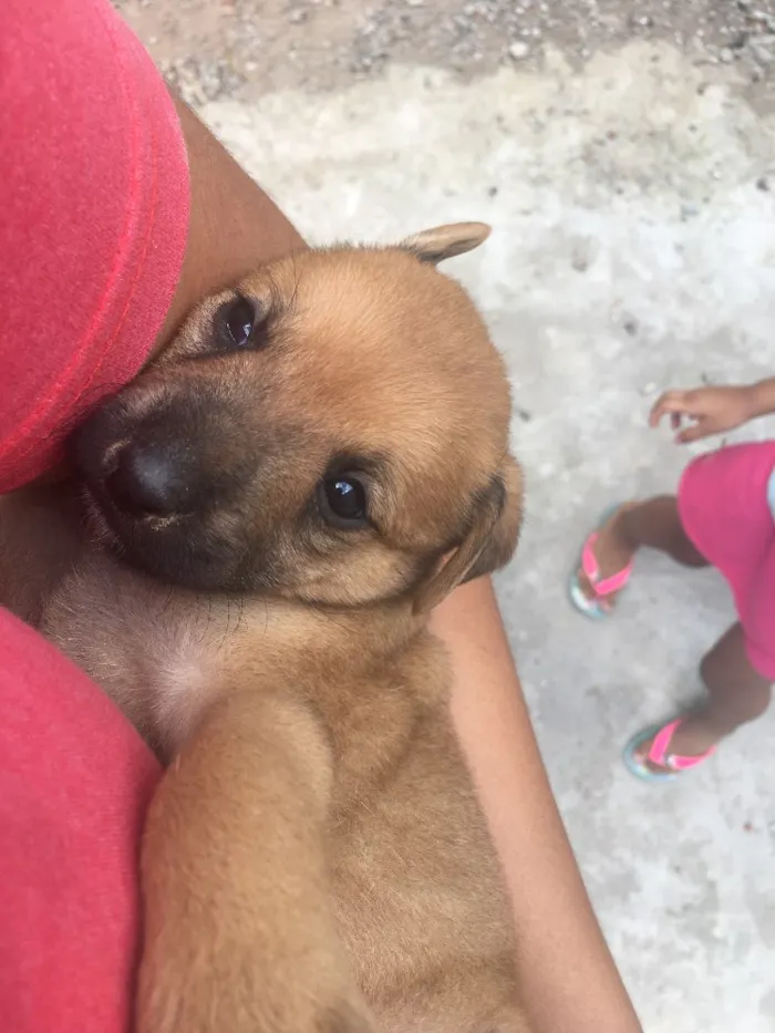Cachorro ra a Sem raça definida  idade Abaixo de 2 meses nome Não tem ainda 