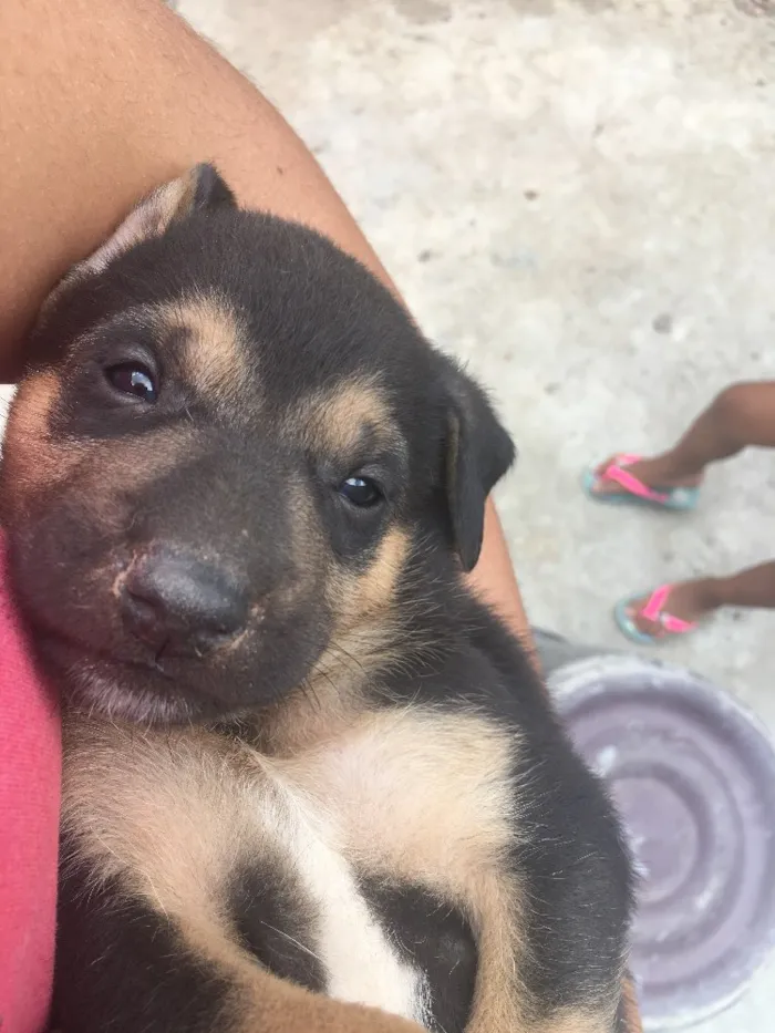 Cachorro ra a Sem raça definida  idade Abaixo de 2 meses nome Não tem ainda 